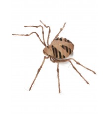 Araignée Momie 75 cm