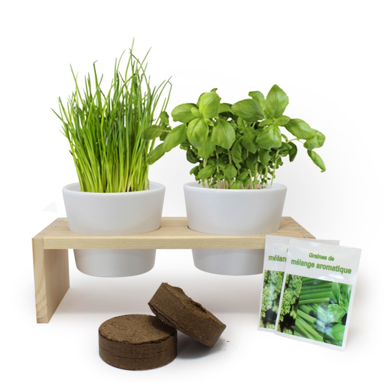 Plante de bureau personnalisée kit de plantation, Plante de bureau