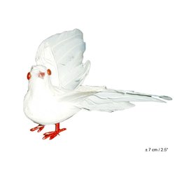 Petite colombe blanche avec plumes